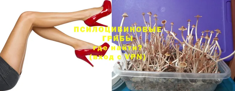 Псилоцибиновые грибы Psilocybe  Мичуринск 